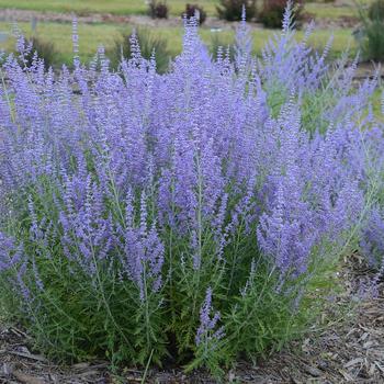 2G Perovskia a. 'Blue Jean Baby' Blue Jean Baby Russian Sage: Patent PP29,281 1008846