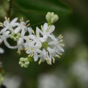 10G HEPTACODIUM MICONIOIDES Tree ('SMNHMRF') Temple of Bloom® Seven-Son Flower: Patent PPAF 1011946