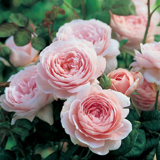 3G Rosa 'Queen of Sweden' Queen of Sweden English Shrub Rose: Patent PP17150 1007548