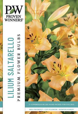 Lilium Oriental Trumpet Saltarello Lily Bulb - PWS-19 - 6513830005