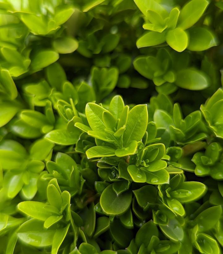 1G Buxus microphylla 'Tide Hill' Tide Hill Boxwood
