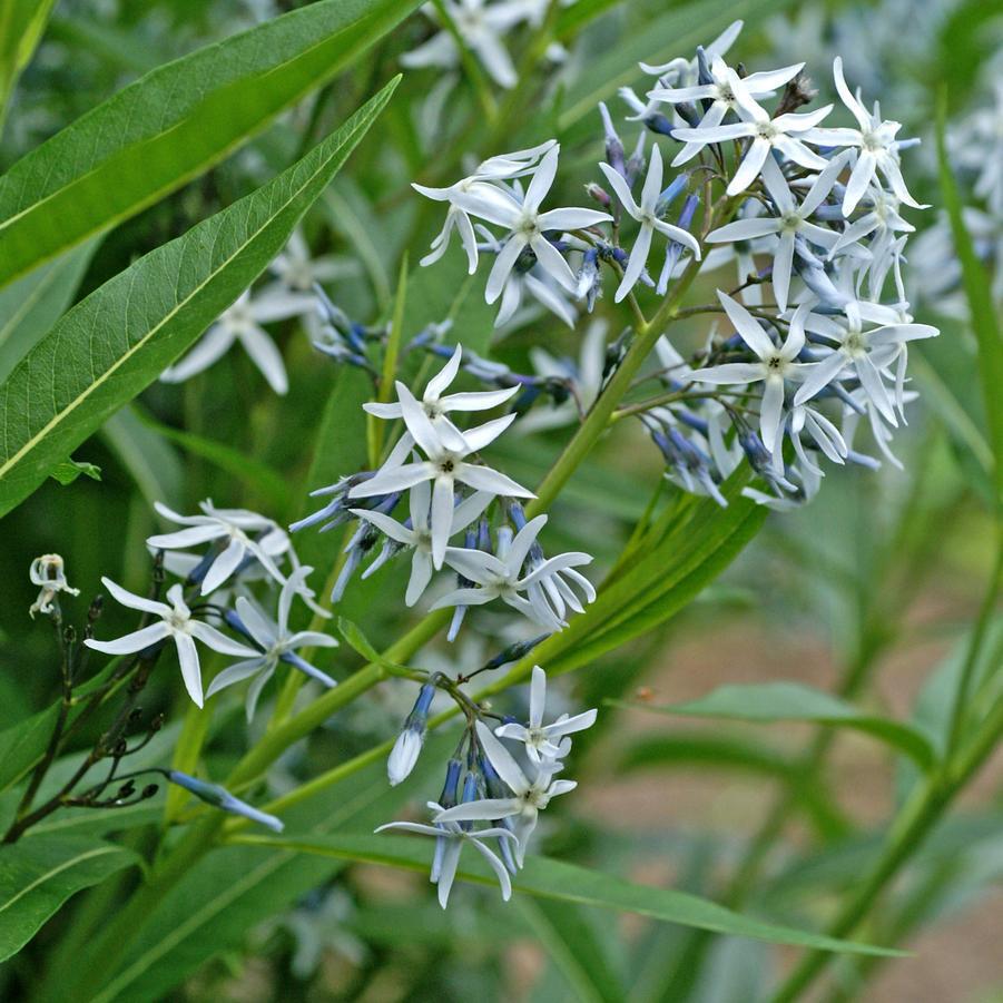 1G AMSONIA TABERNAEMONTANA Eastern 'Bluestar' 1012829