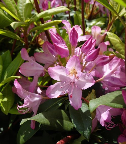 5G Rhododendron maximum 'Independence' Independence Rosebay Rhododendron 1004049