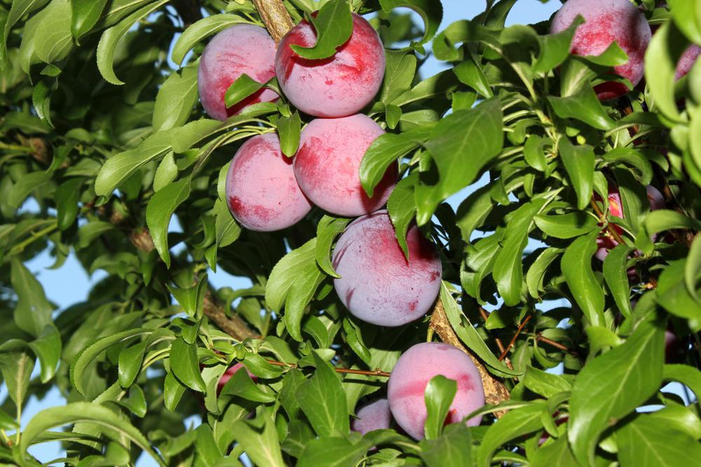 7G PRUNUS `SANTA ROSA` EU PLUM 1001832