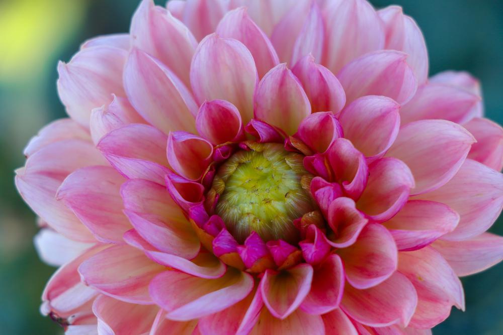 12" DAHLIA `BACARDI` (RASPBERRY) Bacadri Dahlia 1015514