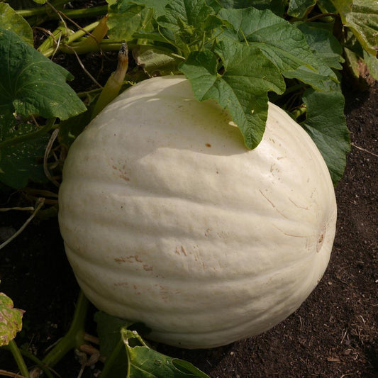 Pumpkin- White Polar Bear BIG SCALE