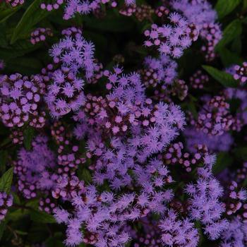 2G Eupatorium coelestinum Hardy Ageratum (Mistflower, Hardy Ageratum) 1003660