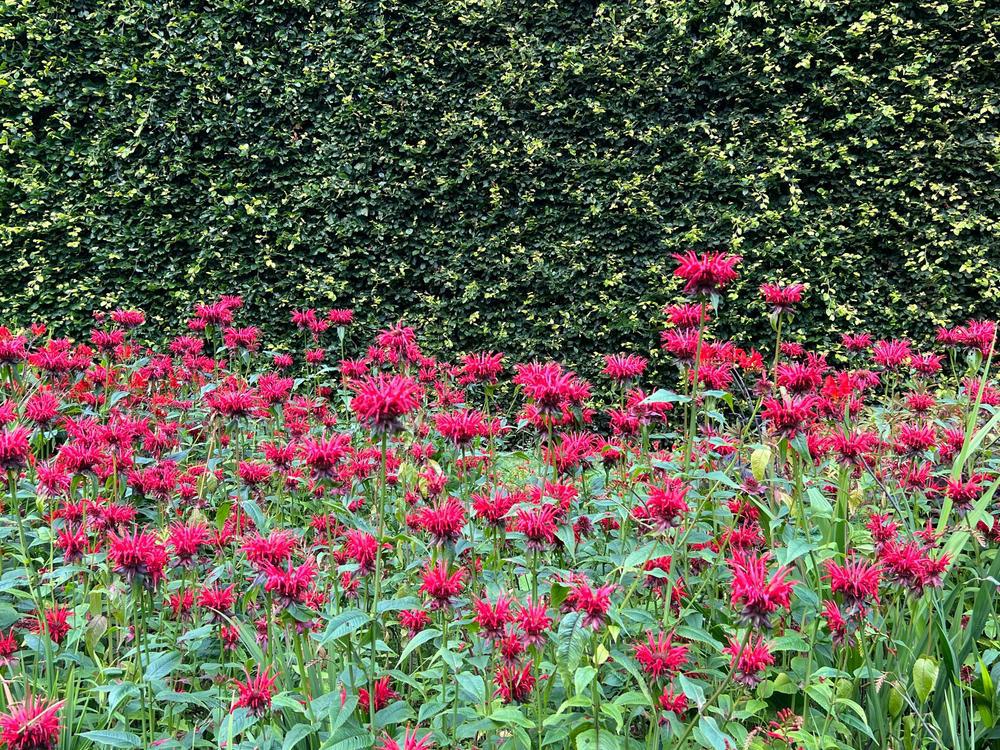 2G Monarda didyma 'Jacob Cline' Jacob Cline Bee Balm 1003338