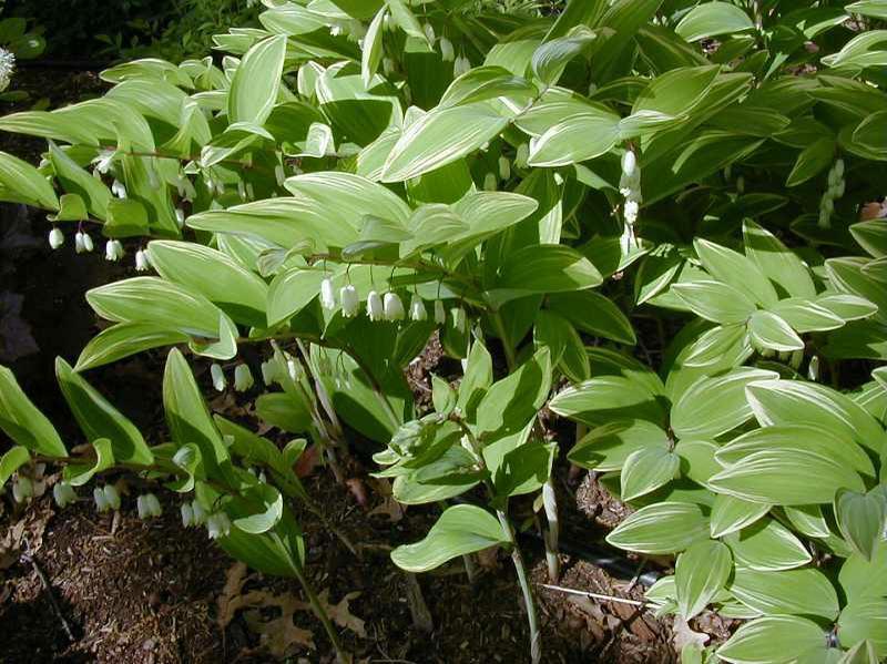 1G Polygonatum biflorum 'Commutatum' Giant Soloman's Seal 1012867