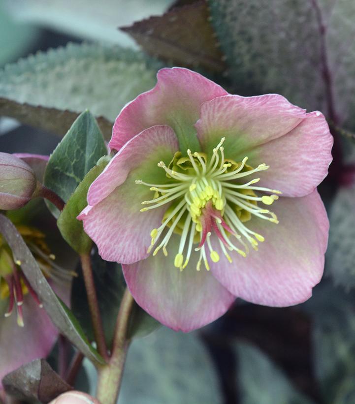 8" Helleborus Frostkiss® 'Dorothy's Dawn' Dorthy's Dawn™ Lenten Rose: Patent PP28,010 (Lenten Rose) 1009830