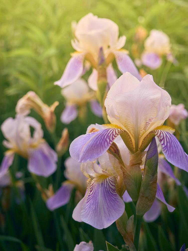 1G IRIS GERMANICA `INVITATION` (ORANGE/CREAM) Reblooming Bearded Iris 1013110