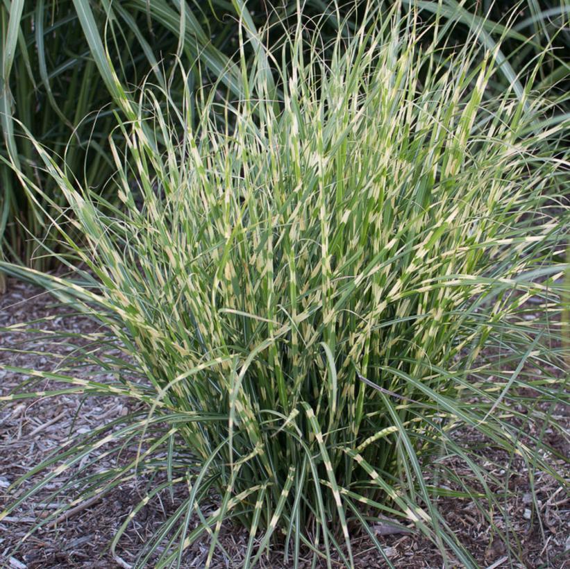 2G Miscanthus Sinensis Bandwidth - Grass - 1012957