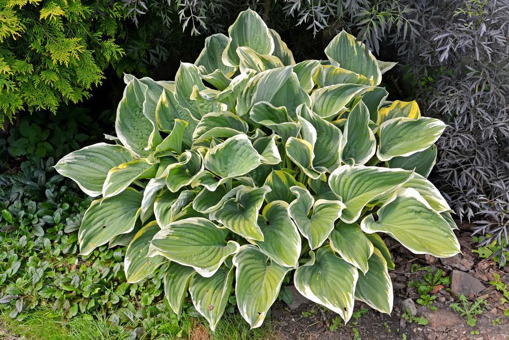 1G Hosta 'Francee' Francee Hosta 1000916