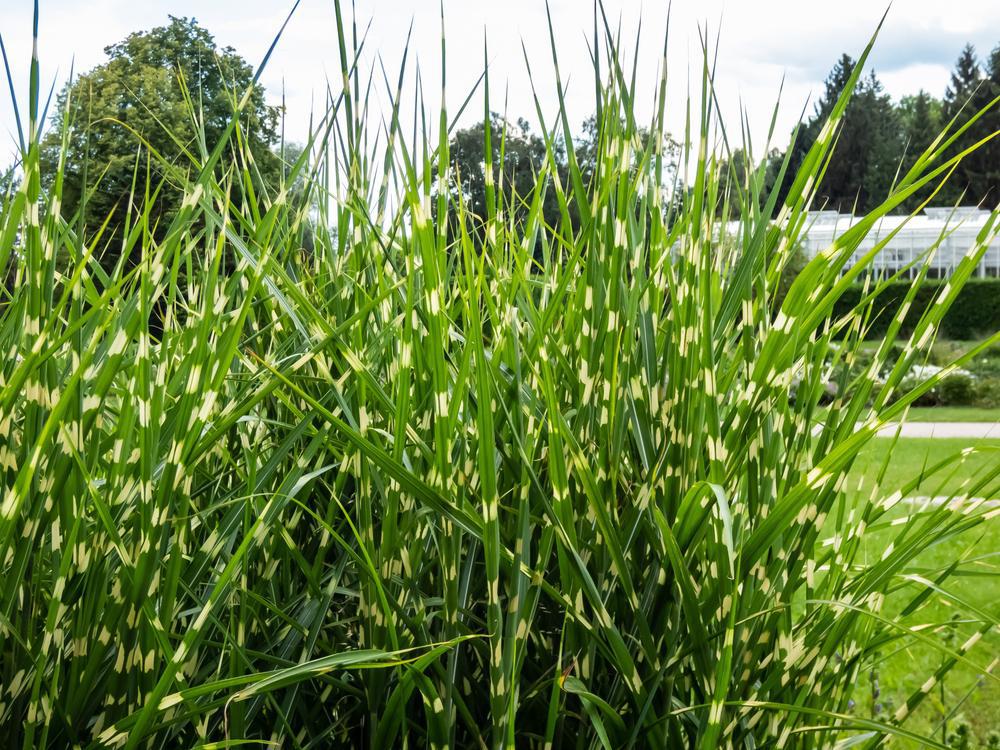 3G Miscanthus Sinensis 'Strictus' Porcupine Grass 1000756