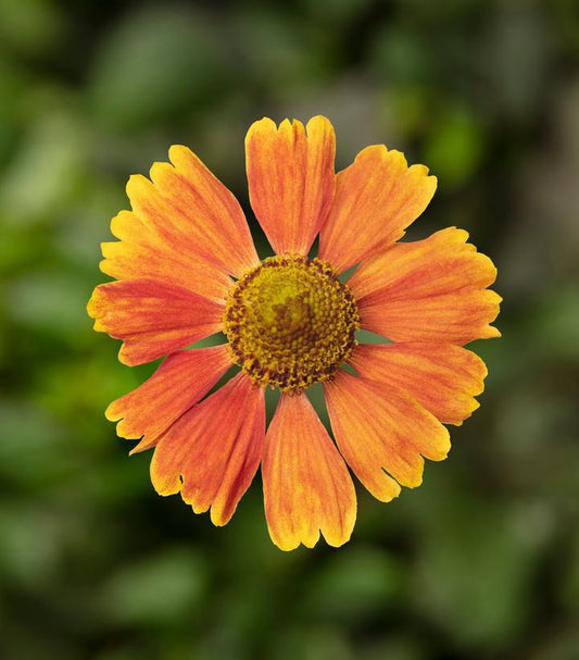 1G Helenium Hayday Red Sneezeweed 1015071