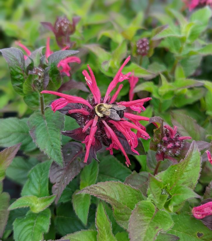 1G Monarda `Leading Lady Razzberry` ('CPBRAF') Bee Balm: Patent PPAF 1013927