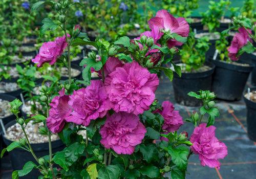 3G Hibiscus syriacus Magenta Chiffon® ('Rwoods5') Magenta Chiffon® Rose of Sharon: Patent PP29,683 1011020