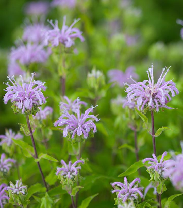 2G Monarda fistulosa Wild Bergamot 1012082