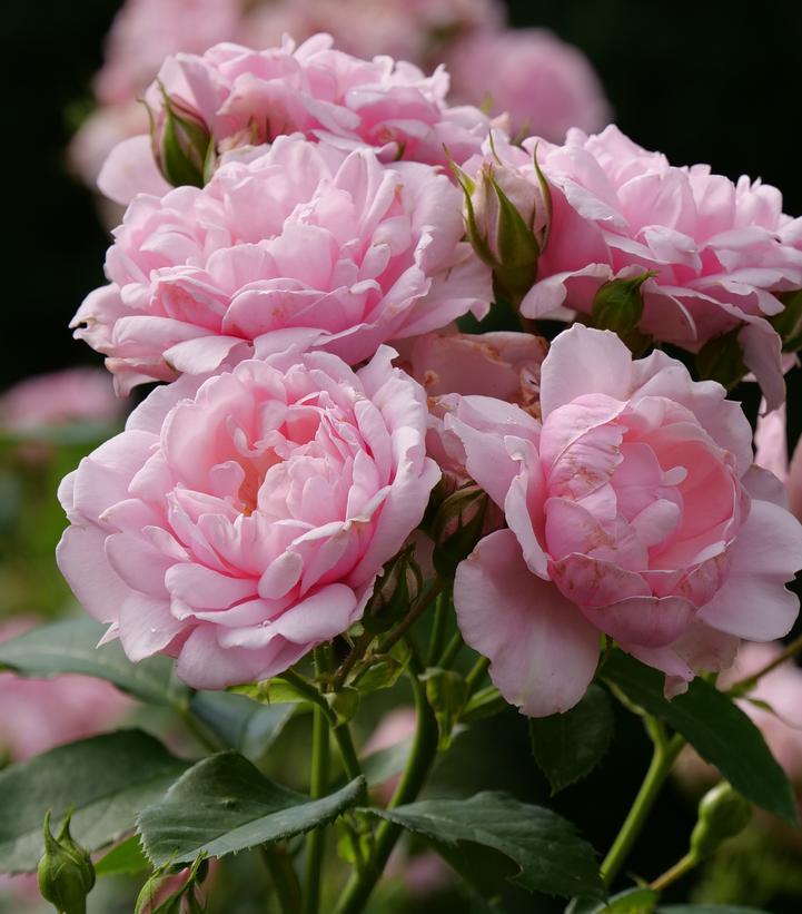 3G Rosa x 'Reminiscent Pink' ('BOZFRA021') Reminiscent® Pink Rose: Patent PP34,945 1014996