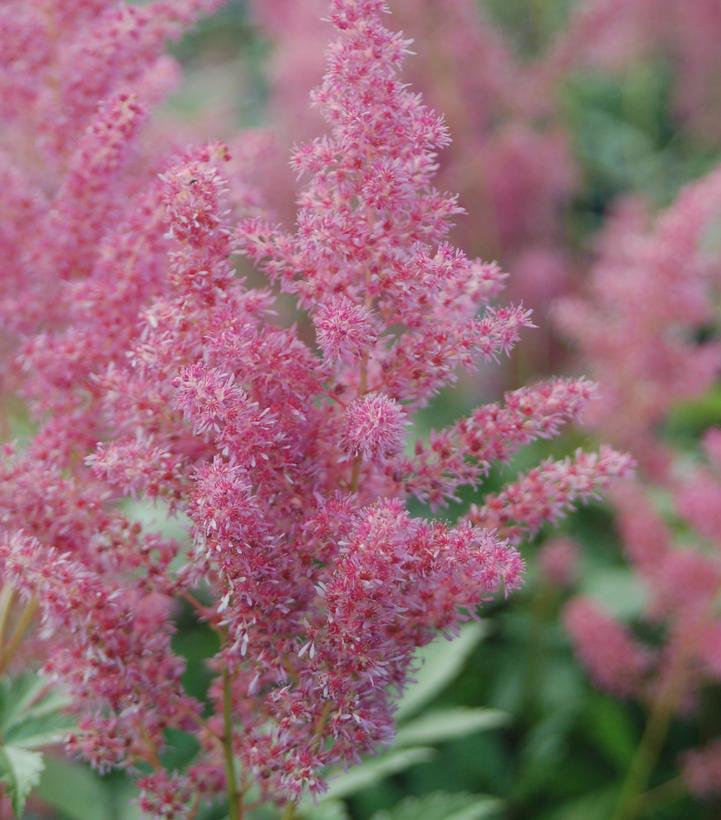 2G Astilbe japonica 'Rheinland' Rheinland Astilbe 1000904