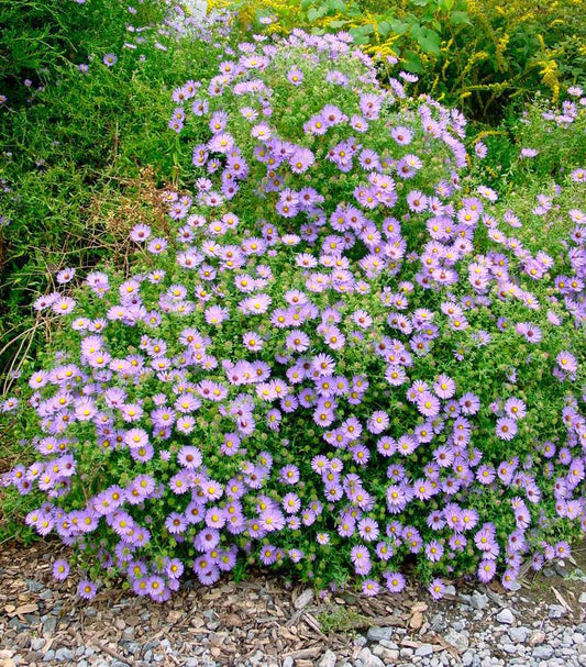 1G Aster oblongifolius 'October Skies' 'October Skies' Aromatic Aster 1014947