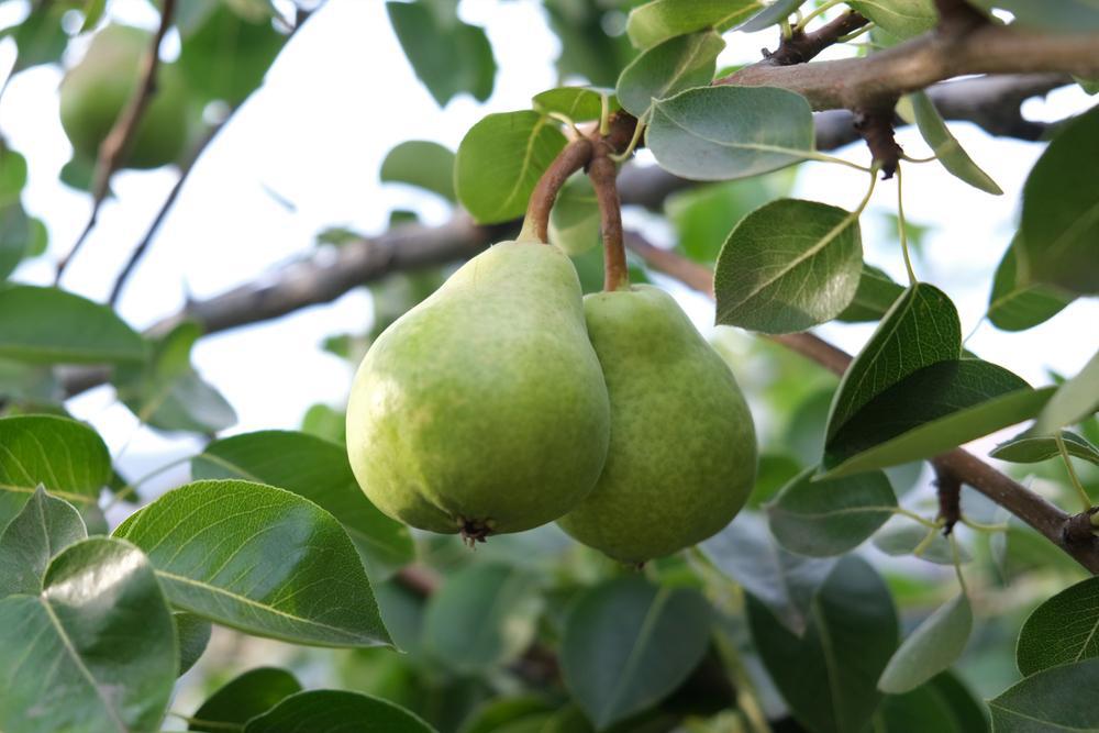 7G PYRUS X `BARTLETT` Bartlett Pear 1000893