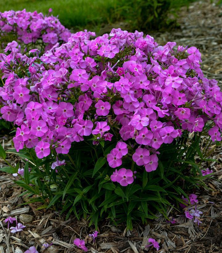 8" Phlox x 'Baby Doll Pink' Baby Doll Pink Garden Phlox 1010987