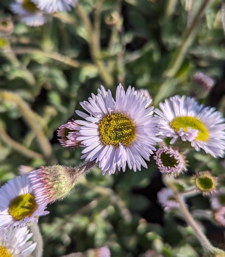 1G Erigeron pulchellus var. pulchellus 'Lynnhaven Carpet' Lynnhaven Carpet Robin's Plantain (Fleabane) 1010827