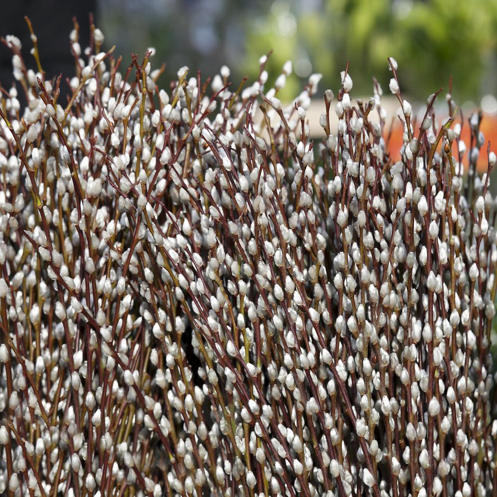 3G Black Pussy Willow (Salix gracilistyla melanostachys) Mt. Aso Pussy Willow 1006932