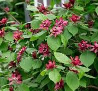 3G Calycanthus r. 'Hartlage Wine' Harlage Wine Sweetshrub 1012330