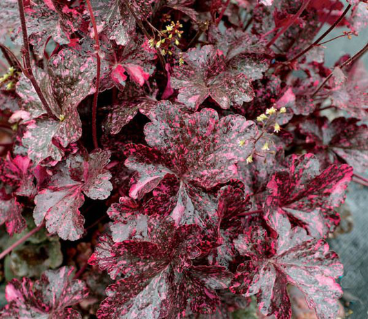 8" Heuchera 'Midnight Rose' Midnight Rose Coralbells: Patent PP18,551 1010869