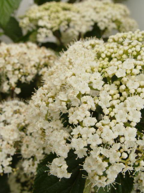 3G Viburnum dilatatum 'Cardinal Candy' ('Henneke') Cardinal Candy® Viburnum 1003737