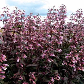 8" Penstemon x 'Dark Towers' Dark Towers Beardtongue: Patent PP20,013 1008847