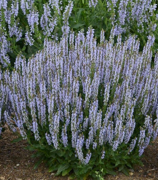 1G Salvia nemerosa 'Perfect Profusion' 'Perfect Profusion' Perennial Salvia: Patent PPAF 1010948