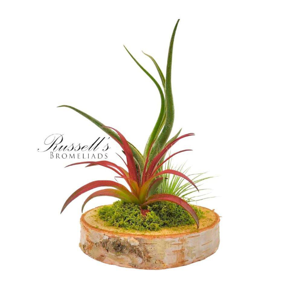 Wood Arrangement w/ Air Plants FP0020