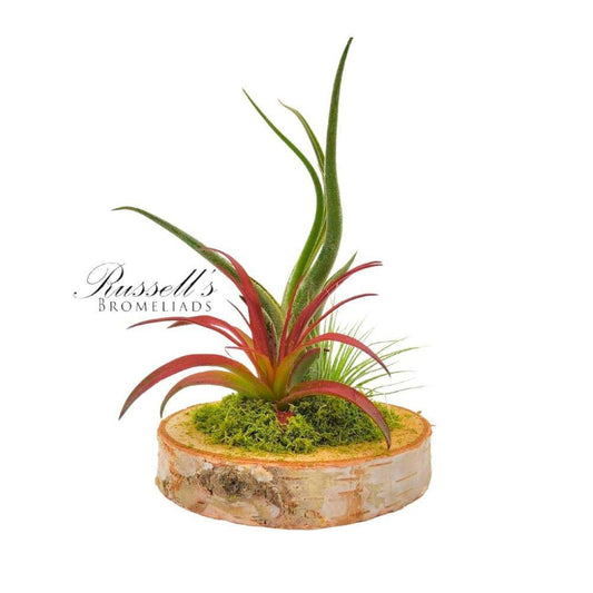 Wood Arrangement w/ Air Plants FP0020