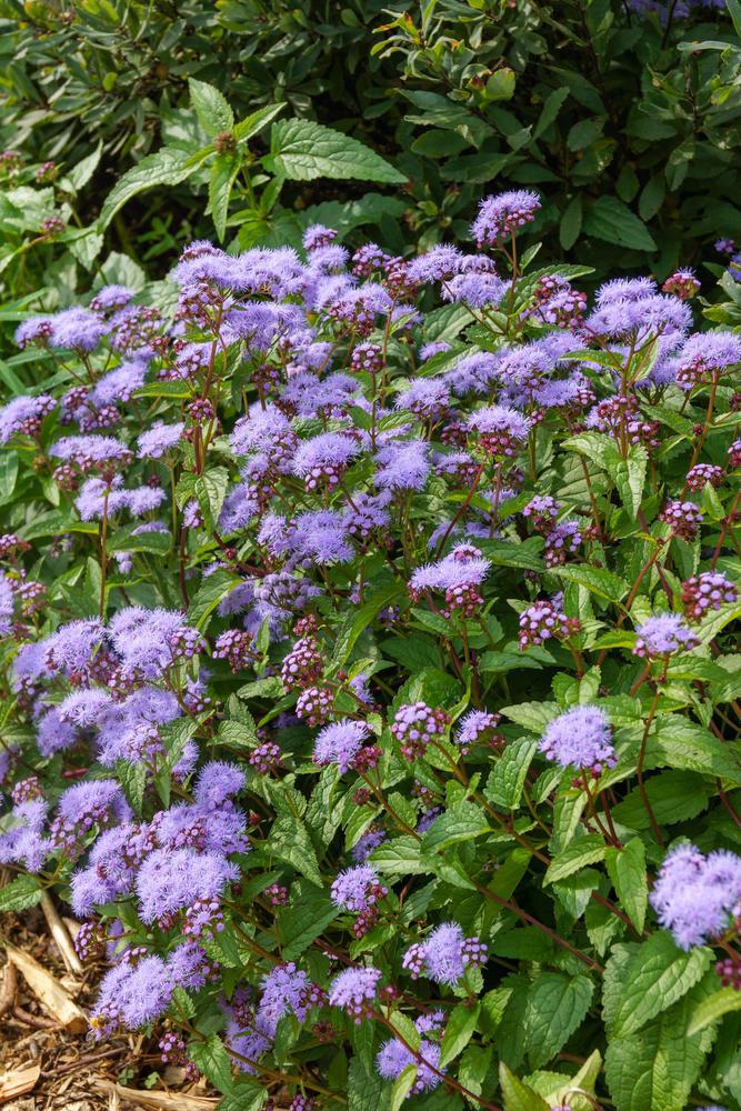 2G Eupatorium coelestinum Hardy Ageratum (Mistflower, Hardy Ageratum) 1003660