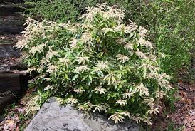 3G Pieris jap. 'Compacta' Compact Japanese Andromeda 1001161