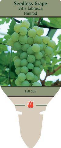 Seedless Grapes Himrod - SLH-10