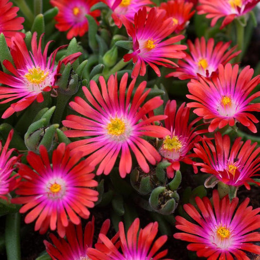 8" Delosperma cooperi Jewel of the Desert® 'Garnet' ('DSAM13-1') Jewel of the Desert® Garnet Iceplant: Patent PP27,013 1008515