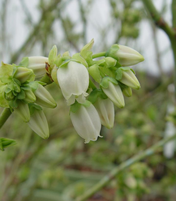 3G Vaccinium corymbosum 'Blue Jay' Blue Jay Blueberry 1003313