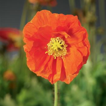 8" PAPAVER SPRING FEVER ORANGE PT (Iceland Poppy) 1011476