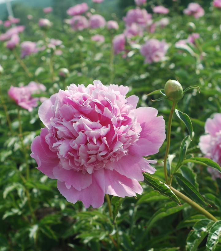 3G Paeonia lactiflora 'Monsieur Jules Elie' Monsieur Jules Elie Peony (Rose Pink) 1004483