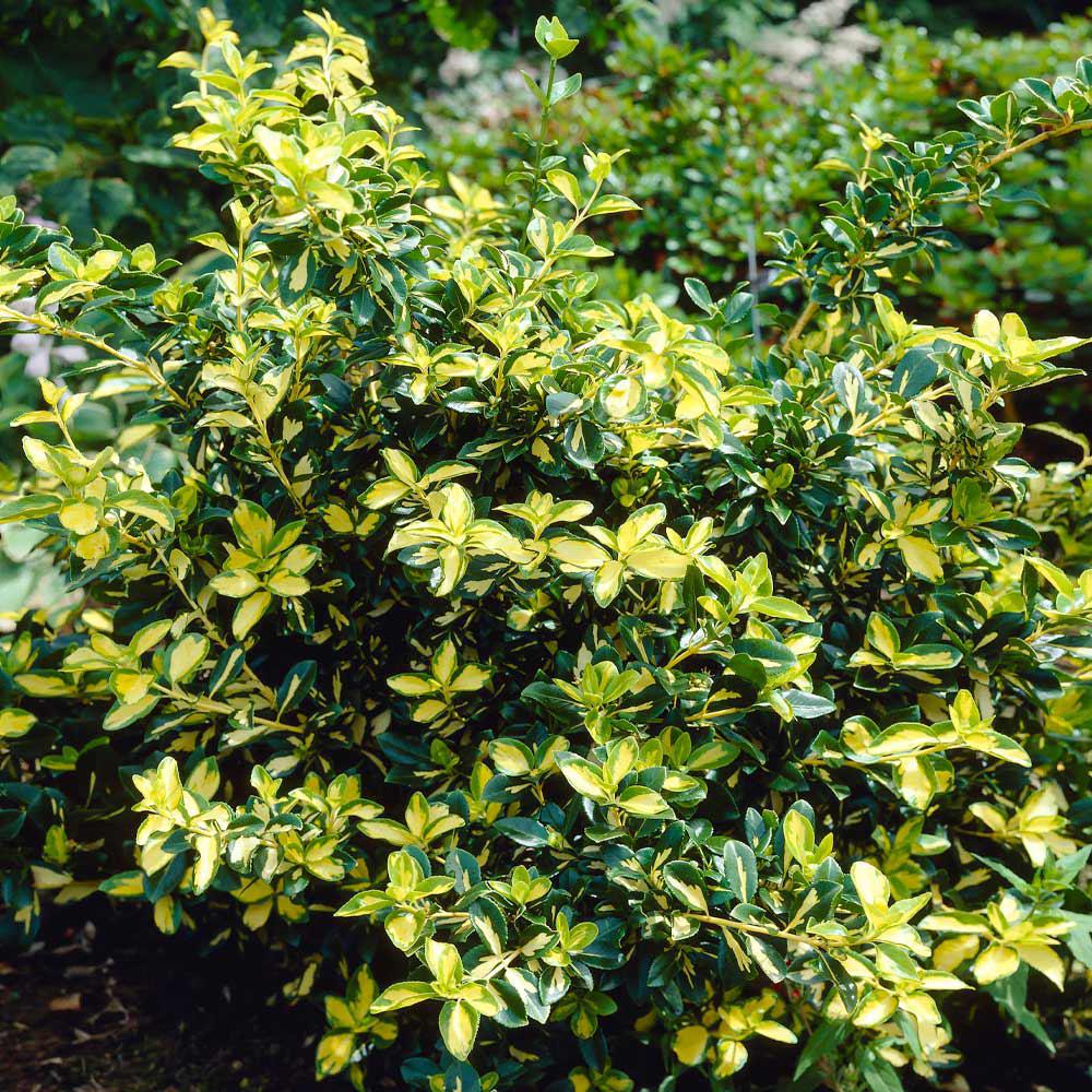 3G Euonymus fortunei 'Moonshadow' Moonshadow Euonymus