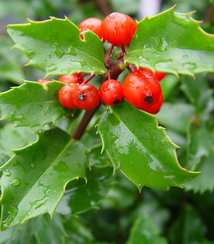 Ilex X meserveae Blue Princess Blue Princess Holly - Red Pot