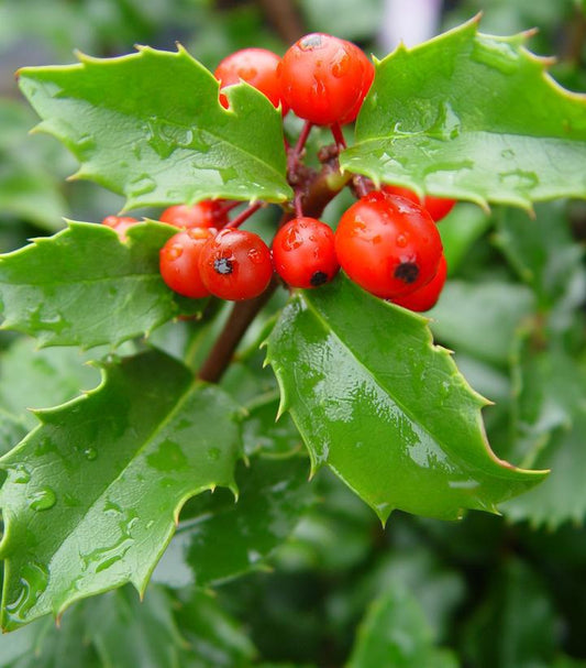 3G Ilex X meserveae 'Blue Princess' Blue Princess Holly (Pollinator: Blue Prince) 1000301