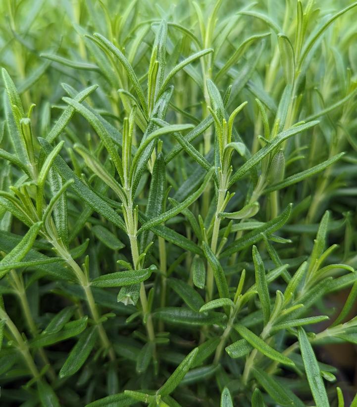 1G ROSMARINUS 'BARBEQUE' Barbeque Rosemary 1003628