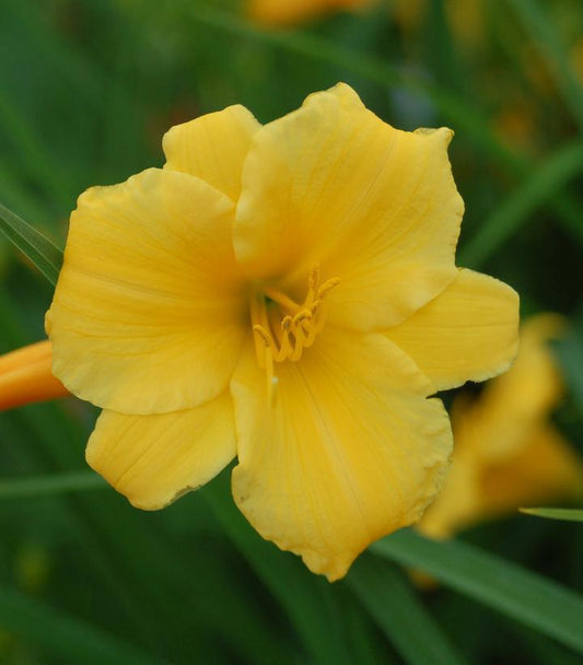 1G Hemerocallis Stella d'Oro Stella d'Oro Daylily (Yellow) 1000912