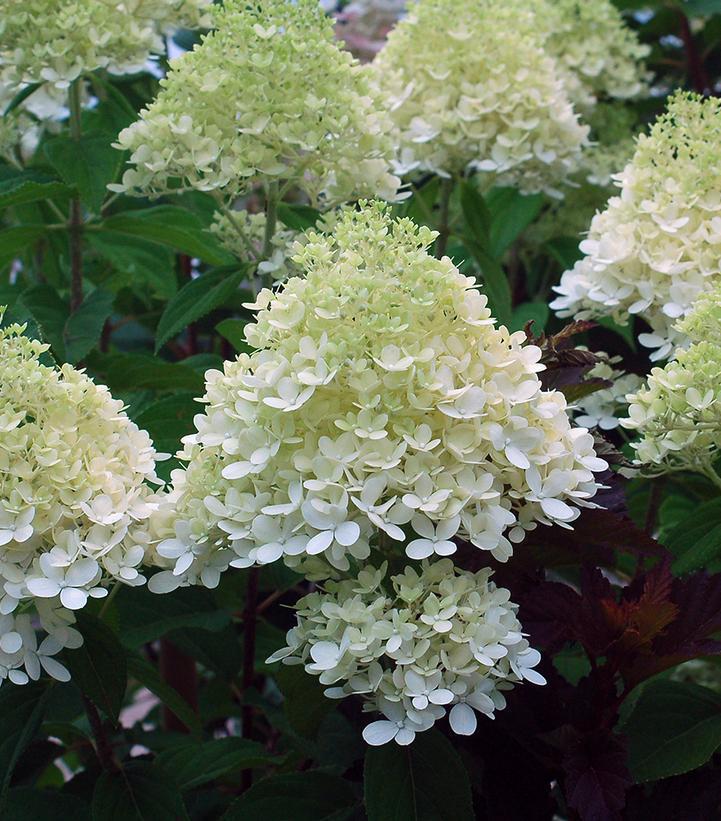 7G HYDRANGEA PAN. `LIMELIGHT` - TREE Limelight Hydrangea 1004964