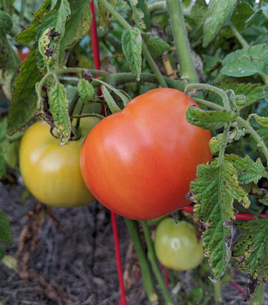 1G Tomato 'Bush Early Girl' Bush Early Girl Tomato 1005396